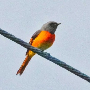 Small Minivet Wat Phutthaisawan, Ayuttaha Thu, 5/19/2022