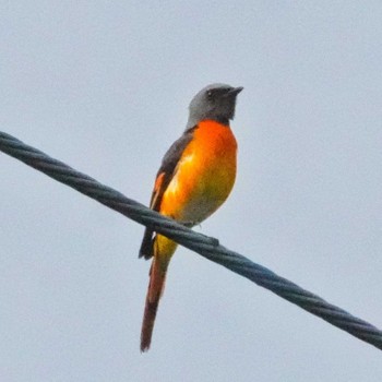 Small Minivet Wat Phutthaisawan, Ayuttaha Thu, 5/19/2022