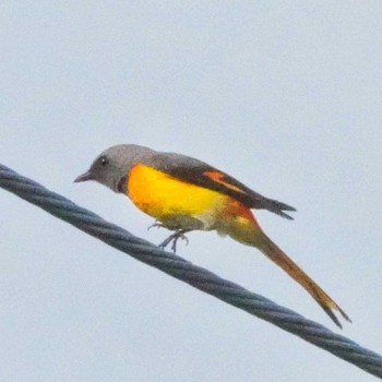 Small Minivet Wat Phutthaisawan, Ayuttaha Thu, 5/19/2022