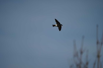 2022年5月23日(月) 恵曇漁港の野鳥観察記録