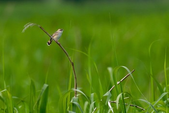 セッカ 大久保農耕地 2022年5月23日(月)