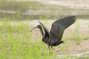 Glossy Ibis 香港特別行政区 Fri, 4/5/2019