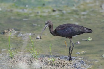 Glossy Ibis 香港特別行政区 Fri, 4/5/2019