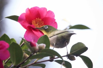 メジロ 三ツ池公園(横浜市鶴見区) 2017年12月19日(火)