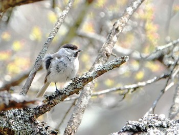 Willow Tit Senjogahara Marshland Thu, 5/19/2022