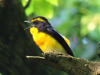 2022年5月23日(月) 舞岡公園の野鳥観察記録