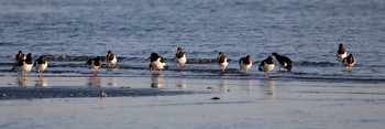 Eurasian Oystercatcher Sambanze Tideland Fri, 10/27/2017