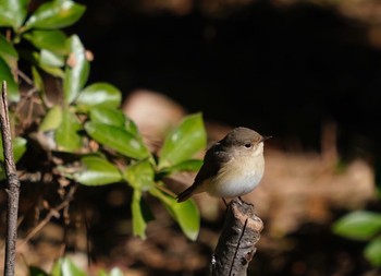 Red-breasted Flycatcher Unknown Spots Sun, 12/17/2017