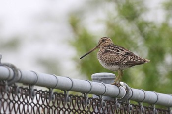 Latham's Snipe 北海道　函館市　函館空港 Mon, 5/23/2022