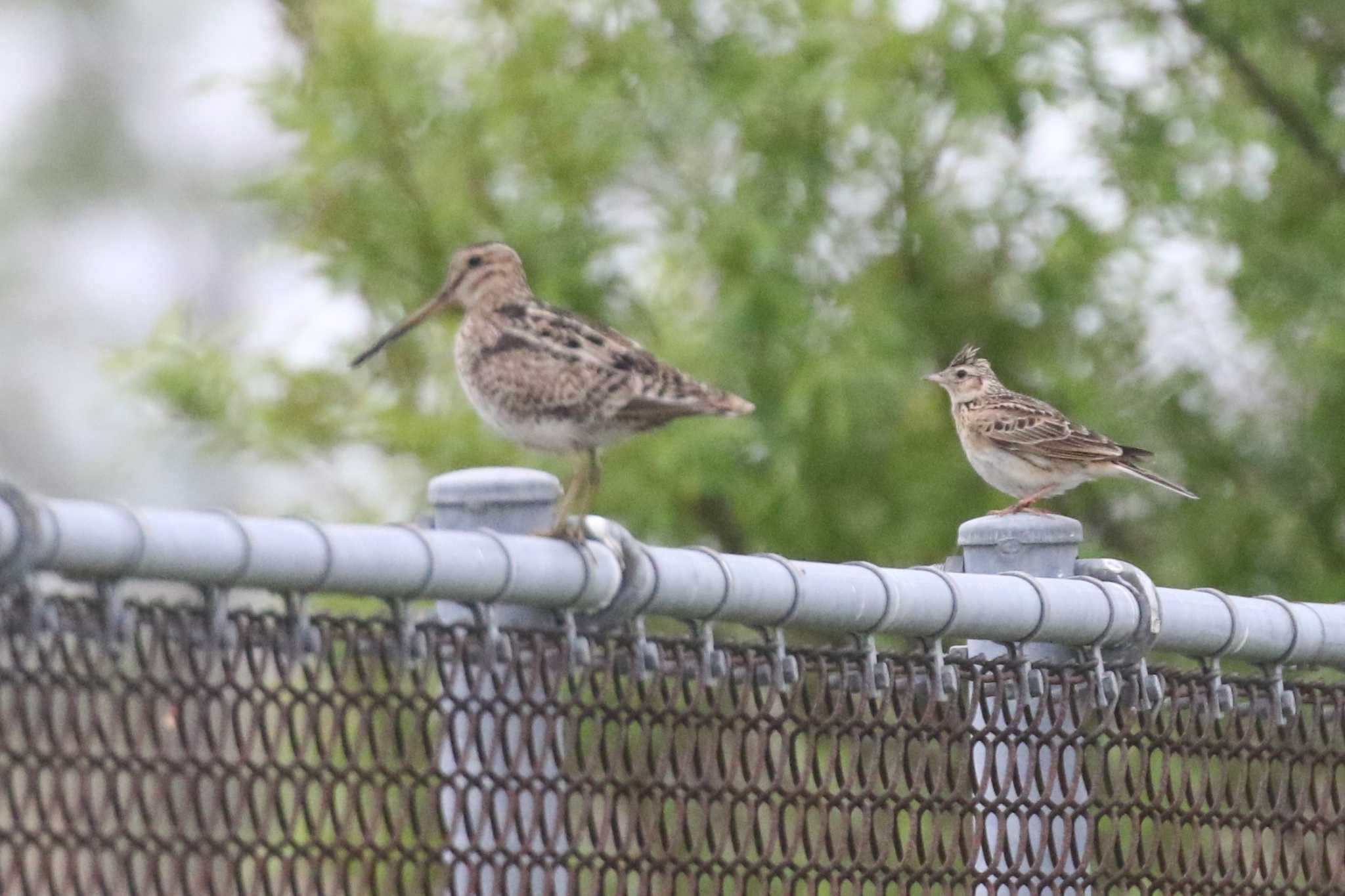 Eurasian Skylark