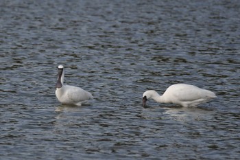 2021年12月30日(木) 兵庫県明石市の野鳥観察記録