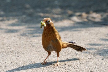 ガビチョウ 三ツ池公園(横浜市鶴見区) 2022年5月20日(金)