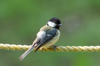 2022年5月20日(金) 三ツ池公園(横浜市鶴見区)の野鳥観察記録