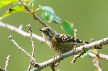 Japanese Pygmy Woodpecker Mitsuike Park Fri, 5/20/2022