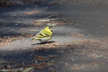 マヒワ 大沼公園(北海道七飯町) 2022年4月3日(日)