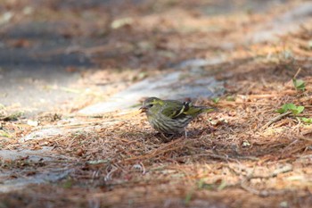 マヒワ 大沼公園(北海道七飯町) 2022年4月3日(日)