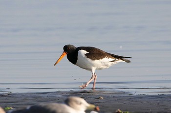 ミヤコドリ ふなばし三番瀬海浜公園 2017年10月27日(金)