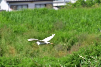 コサギ 土浦市のサギ山 2022年5月23日(月)