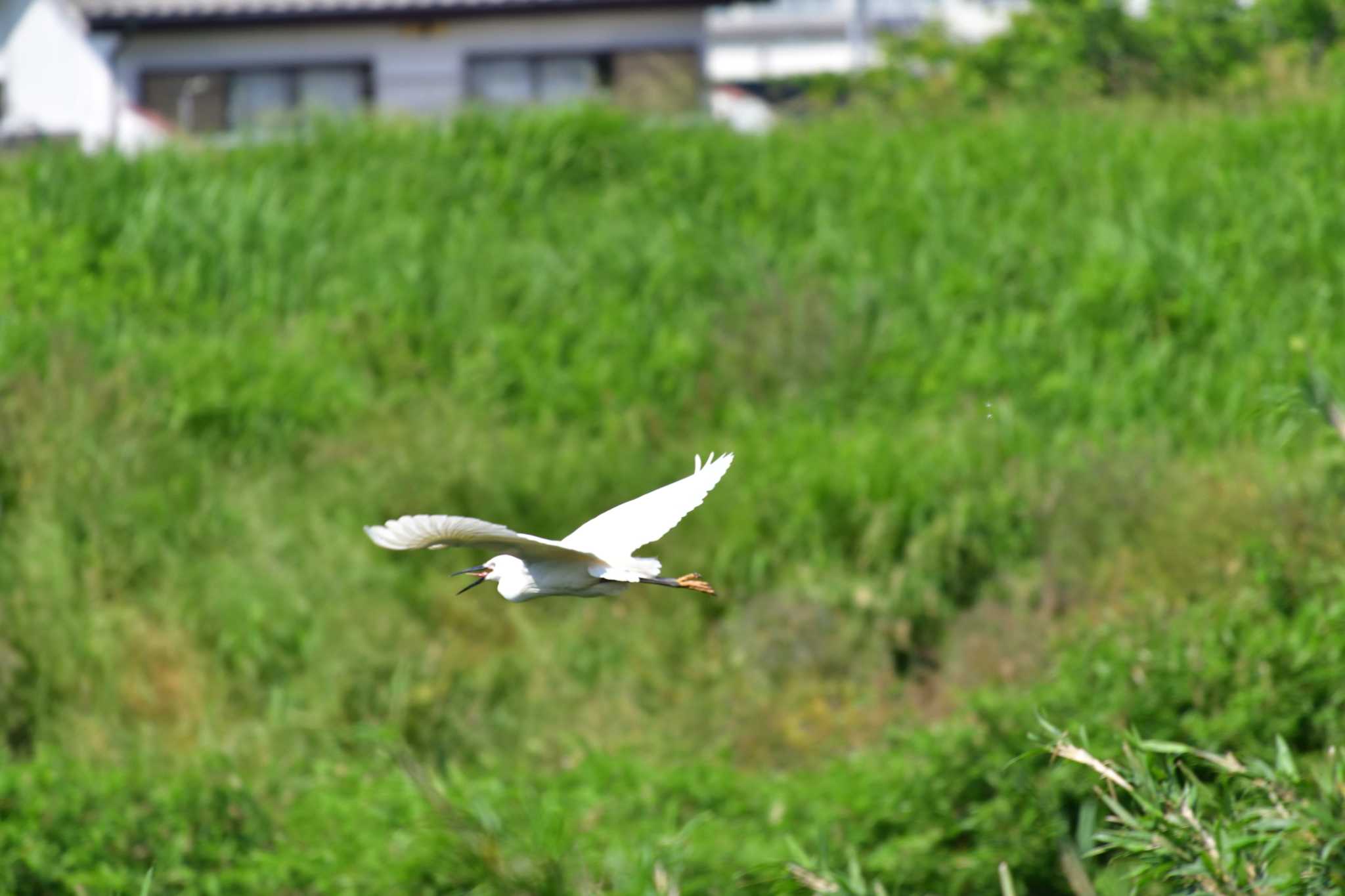 土浦市のサギ山 コサギの写真 by やなさん