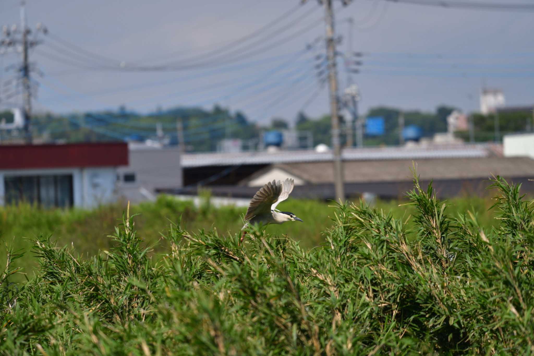 Photo of Black-crowned Night Heron at 土浦市のサギ山 by やなさん