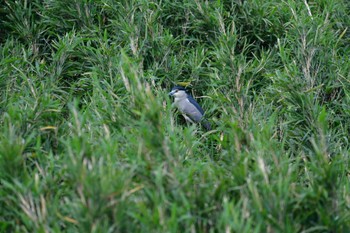 Black-crowned Night Heron 土浦市のサギ山 Mon, 5/23/2022