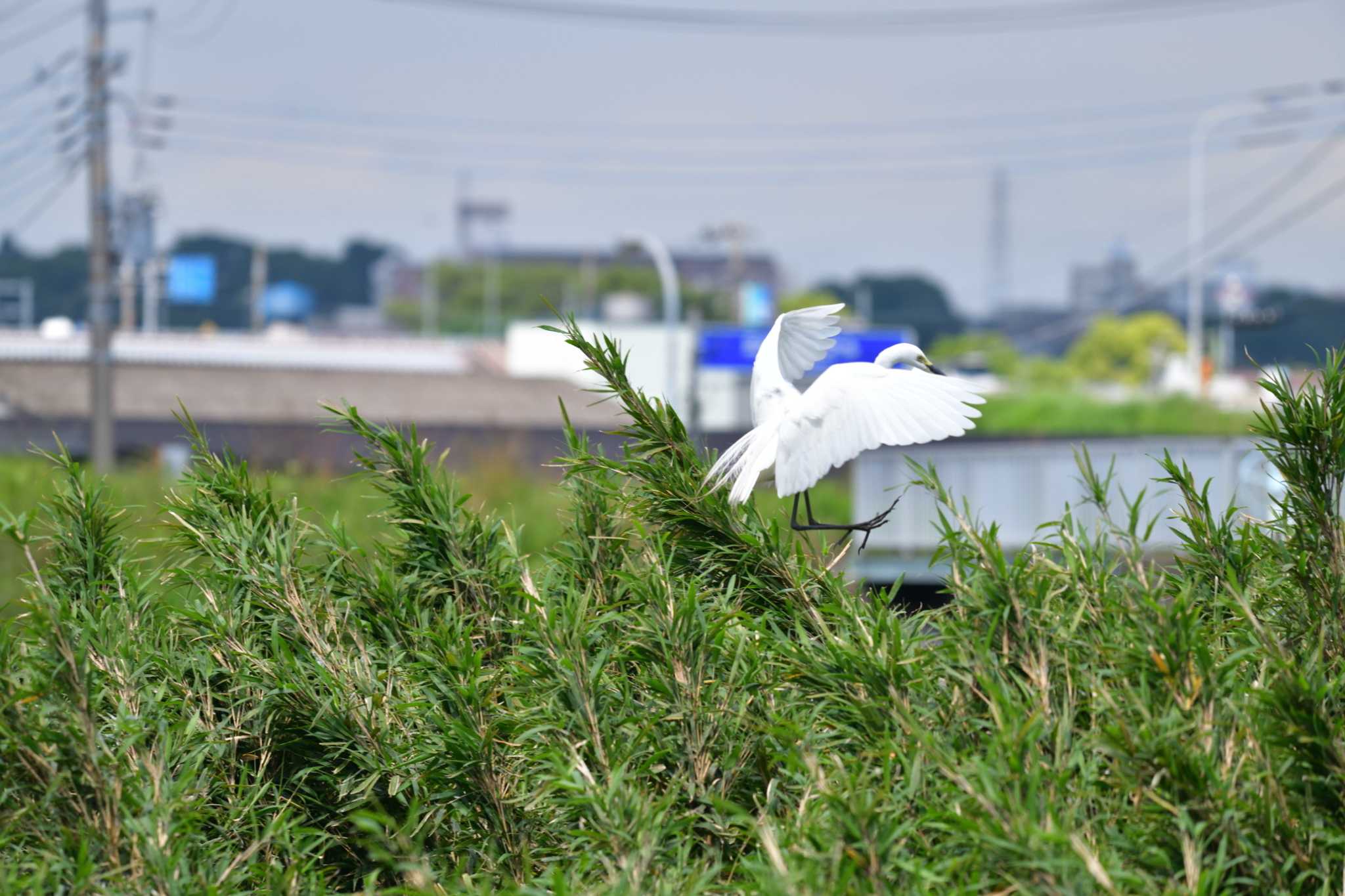 Photo of Great Egret at 土浦市のサギ山 by やなさん