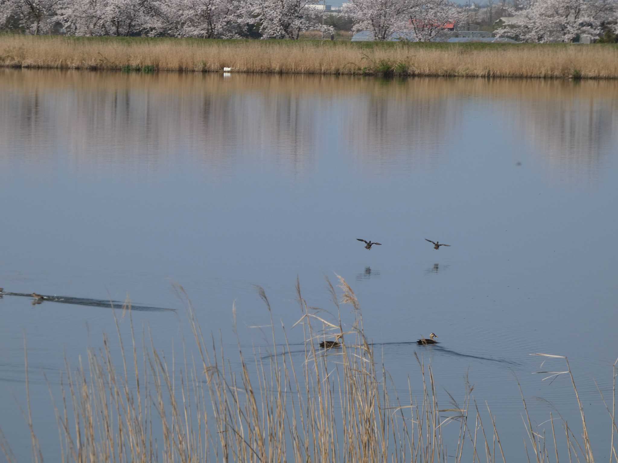河北潟 カルガモの写真 by koshi