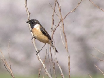 2022年4月10日(日) 河北潟の野鳥観察記録