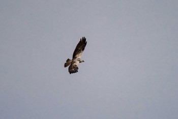 チュウヒ 山口県山口市 2017年12月17日(日)