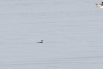 2022年5月1日(日) 大授搦(東与賀干潟)の野鳥観察記録