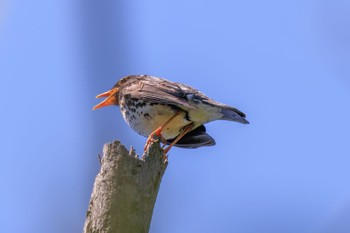 2022年5月23日(月) 各務野自然遺産の森の野鳥観察記録