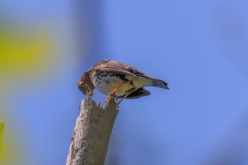 Japanese Thrush 各務野自然遺産の森 Mon, 5/23/2022