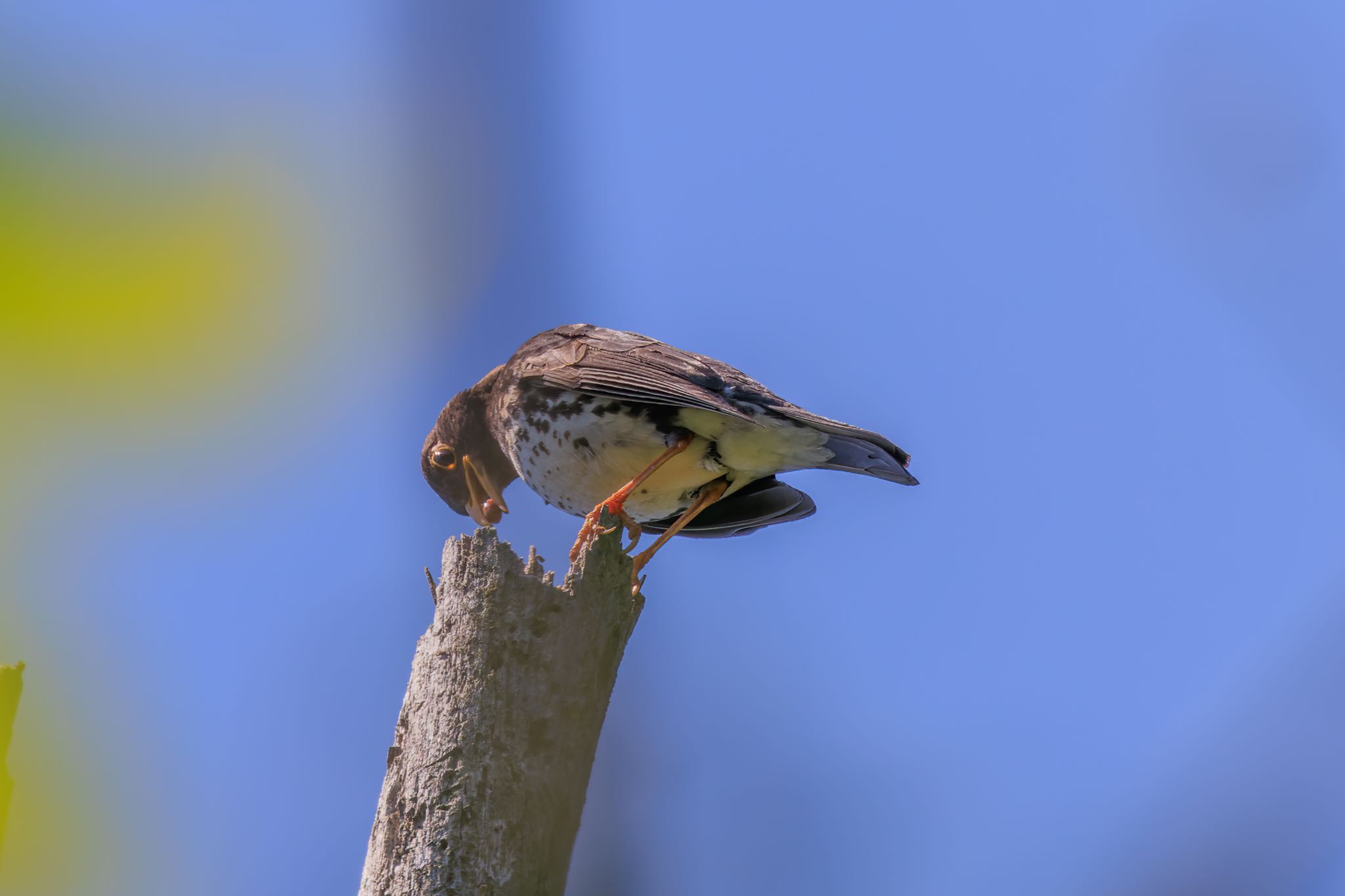 Photo of Japanese Thrush at 各務野自然遺産の森 by アカウント5104