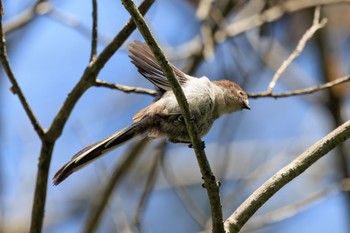 エナガ 各務野自然遺産の森 2022年5月23日(月)