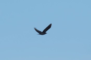 Daurian Jackdaw 群馬県 Tue, 12/19/2017