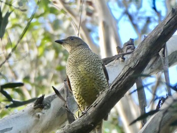 アオアズマヤドリ The Australian Botanic Garden Mt Annan, NSW, Australia 2021年5月1日(土)