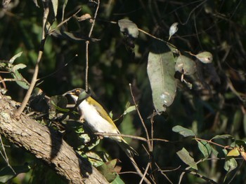 White-naped Honeyeater