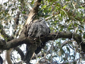 オーストラリアガマグチヨタカ The Australian Botanic Garden Mt Annan, NSW, Australia 2021年5月1日(土)