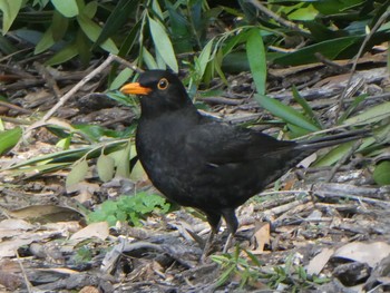 Common Blackbird The Australian Botanic Garden Mt Annan, NSW, Australia Sat, 5/1/2021