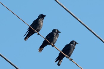 Daurian Jackdaw 群馬県 Tue, 12/19/2017