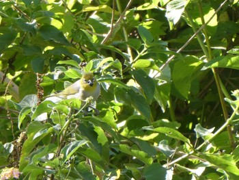 Silvereye Barton Park, Rockdale, NSW, Australia Sun, 4/25/2021