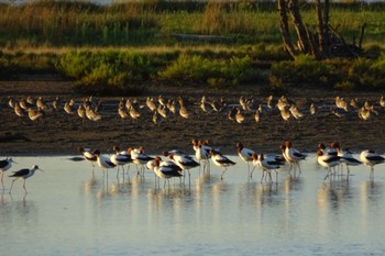 Red-necked Avocet Sandpit, Hunter Wetlands National Park, NSW, Australia Fri, 4/9/2021