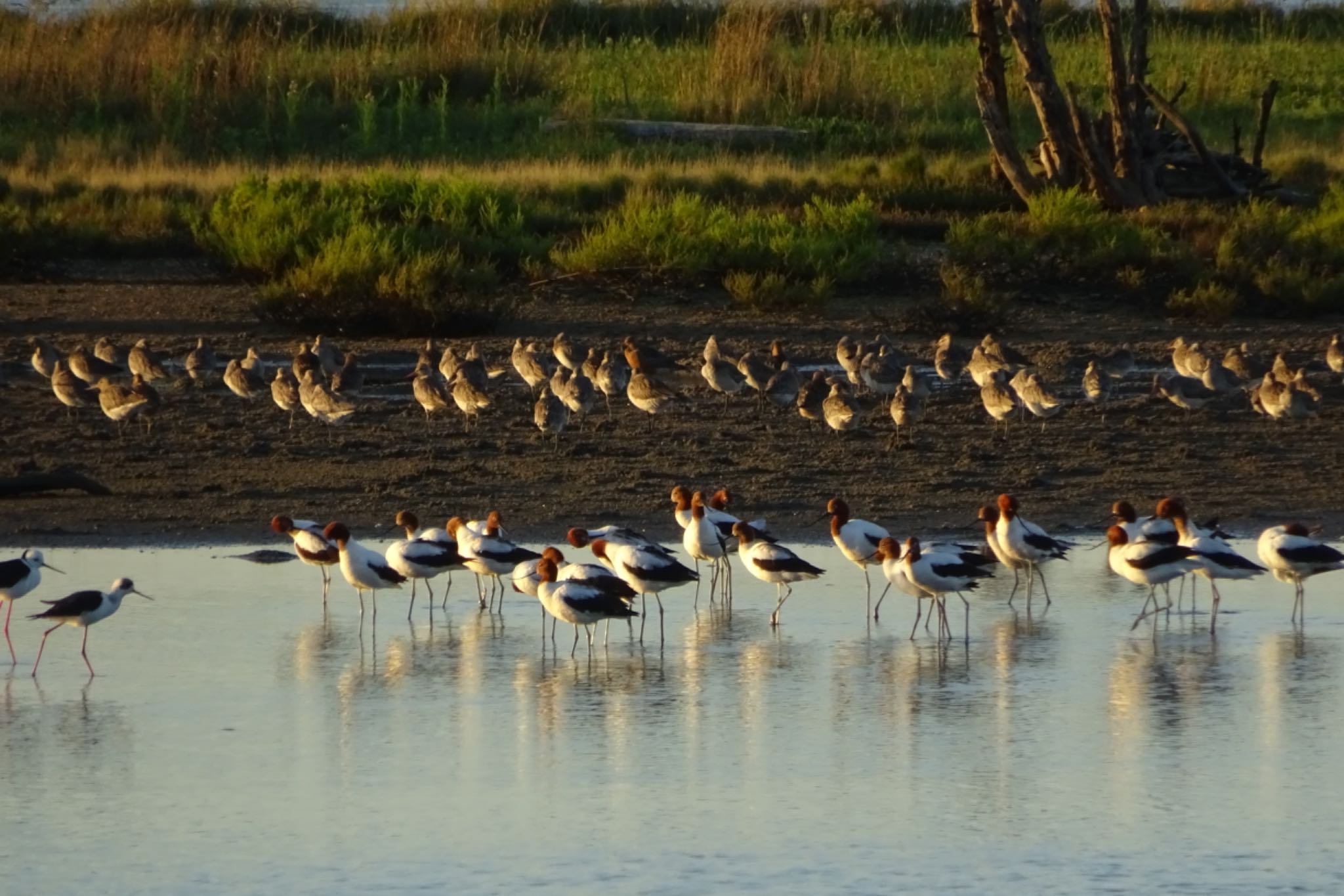 Sandpit, Hunter Wetlands National Park, NSW, Australia アカガシラソリハシセイタカシギの写真 by Maki