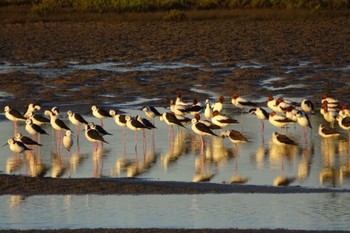 オーストラリアセイタカシギ Sandpit, Hunter Wetlands National Park, NSW, Australia 2021年4月9日(金)