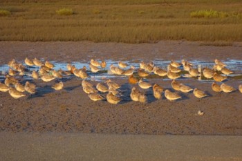 コシジロオオソリハシシギ Stockton Sandpit, Hunter Wetlands National Park, NSW, Australia 2021年4月9日(金)