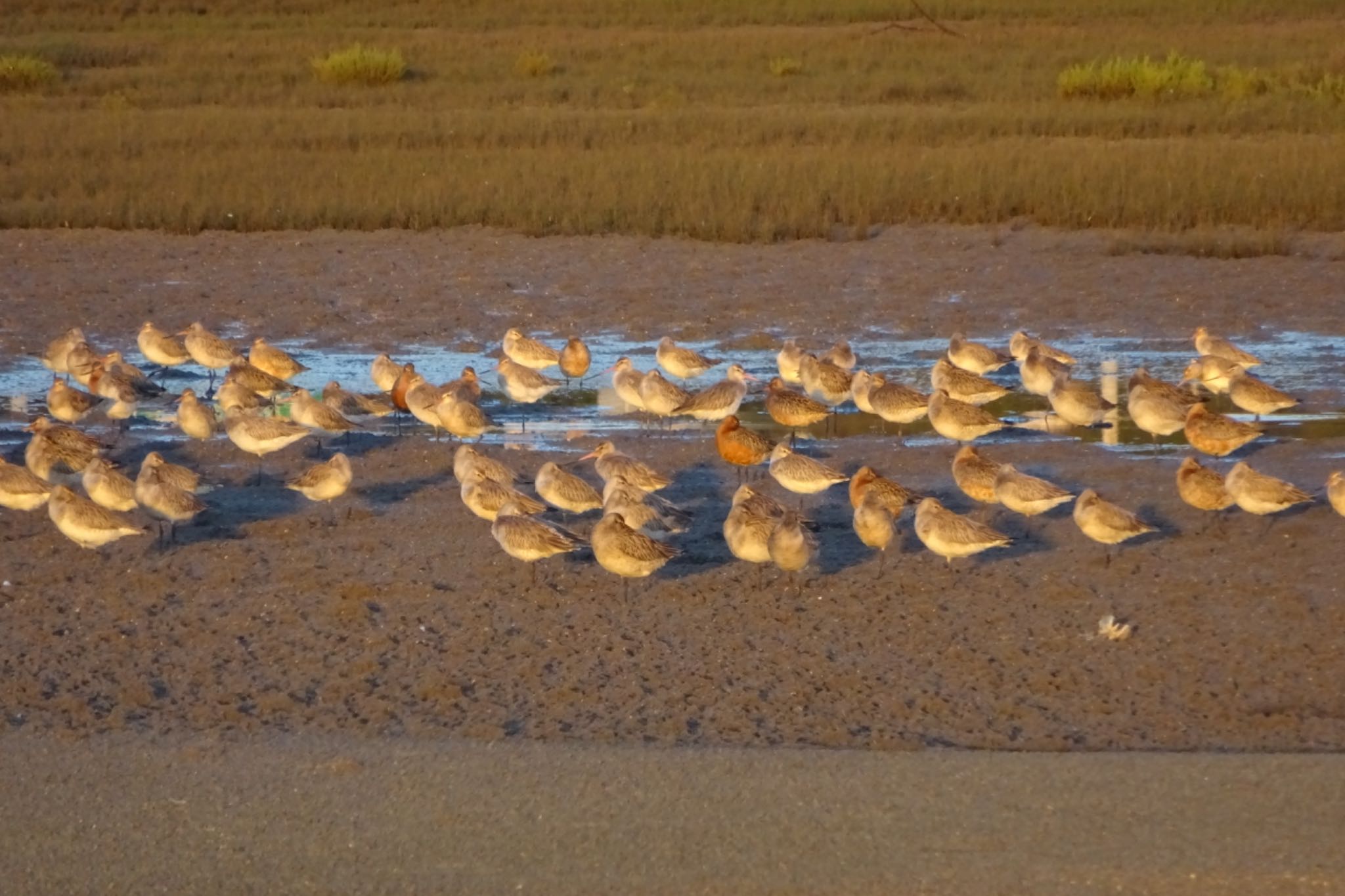 Photo of Bar-tailed Godwit(menzbieri) at Stockton Sandpit, Hunter Wetlands National Park, NSW, Australia by Maki