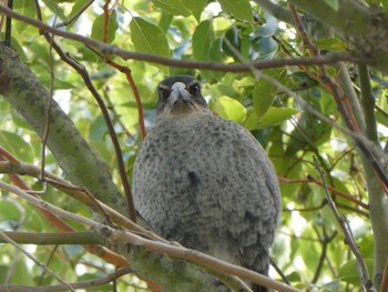 カササギフエガラス Central Coast Wetlands, Tuggerah, NSW, Australia 2021年4月18日(日)