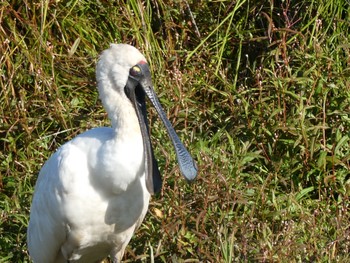 オーストラリアヘラサギ Central Coast Wetlands, Tuggerah, NSW, Australia 2021年4月18日(日)