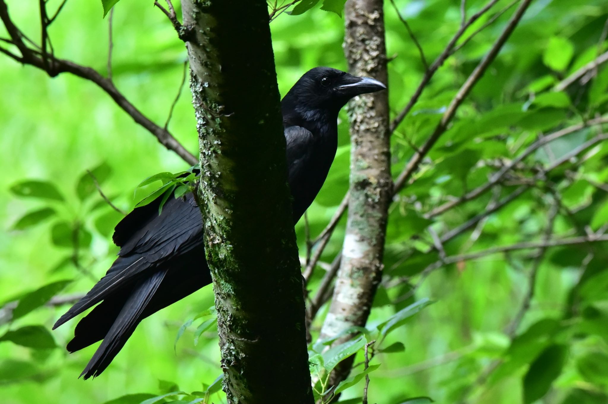 Photo of Carrion Crow at 蓮華寺池公園 by Taka Eri