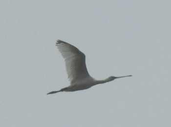 2022年5月14日(土) 湧洞沼(豊頃町)の野鳥観察記録